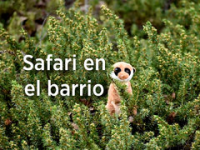 Safari_en_el_barrio